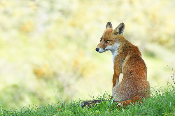Fuchs
