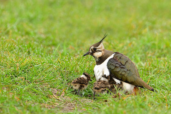 Kiebitz Weibchen mit Jungvögeln