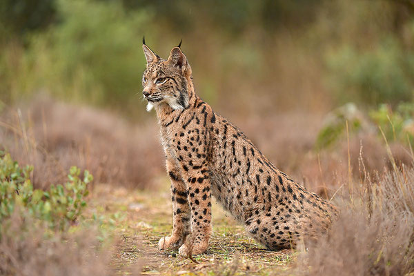 Pardelluchs