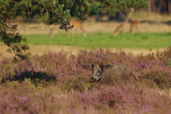 Wildschwein