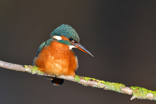 Eisvogel Weibchen