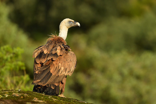 Gänsegeier
