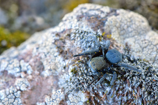 Rote Röhrenspinne, Weibchen