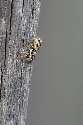 Zebraspringspinne