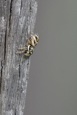 Zebraspringspinne