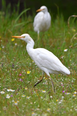 Kuhreiher