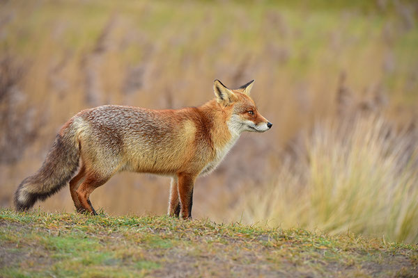 Fuchs