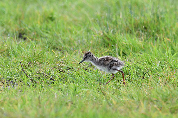 Rotschenkel Jungvogel