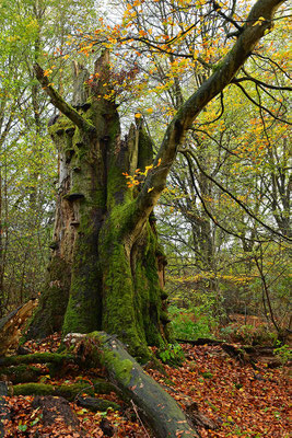 Urwald Sababurg