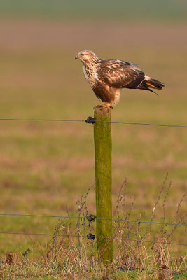 Rauhfußbussard
