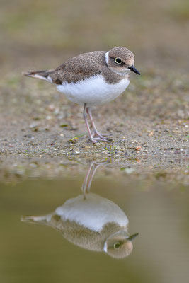 Flussregenpfeifer Jungvogel