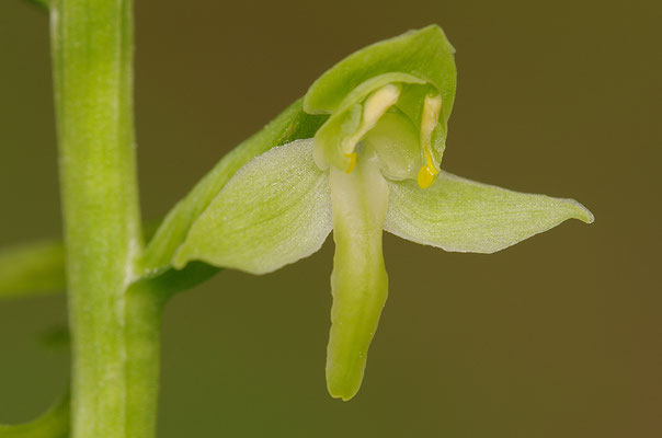 Grüne Waldhyazinthe Einzelblüte