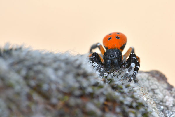 Rote Röhrenspinne, Männchen