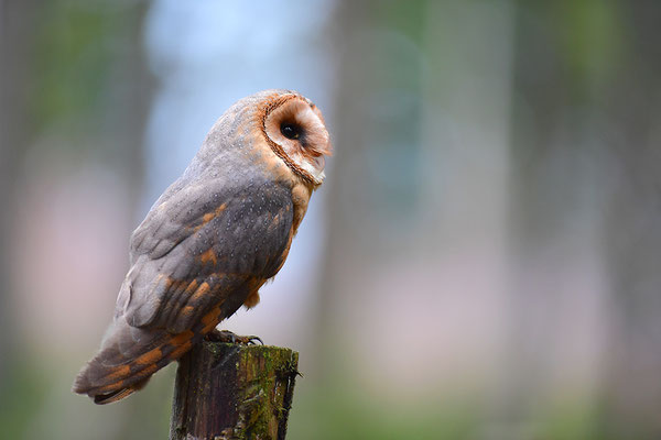 Schleiereule