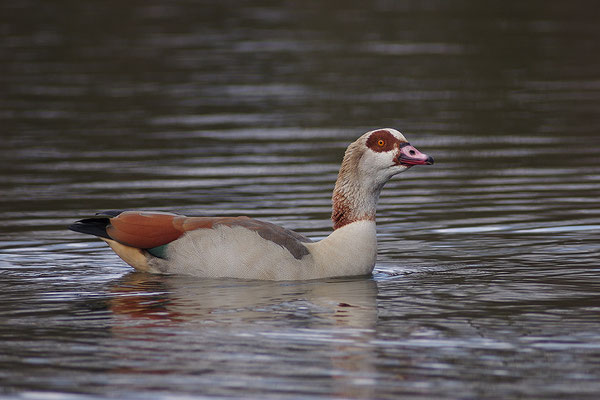 Nilgans
