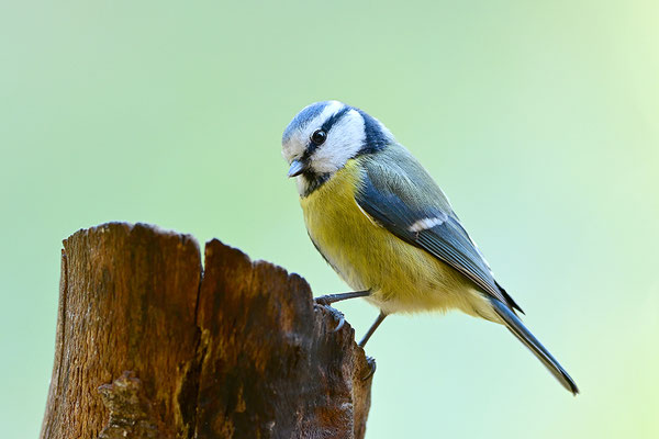 Blaumeise