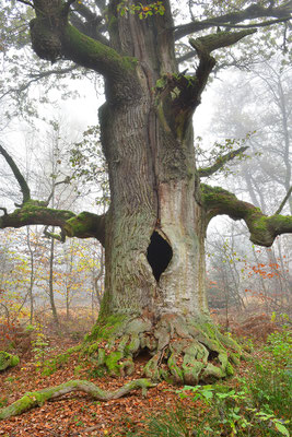 Urwald Sababurg, alte Eiche