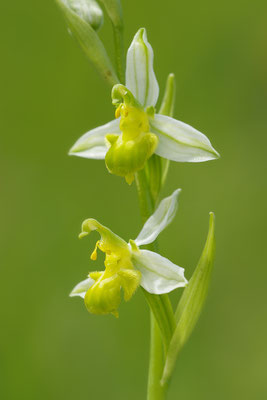 Gelbe Bienenragwurz flavescens
