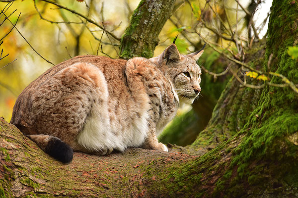 Luchs im Baum