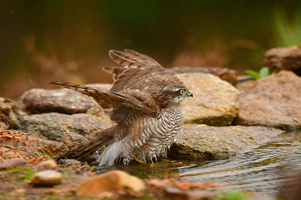 Sperber beim Baden
