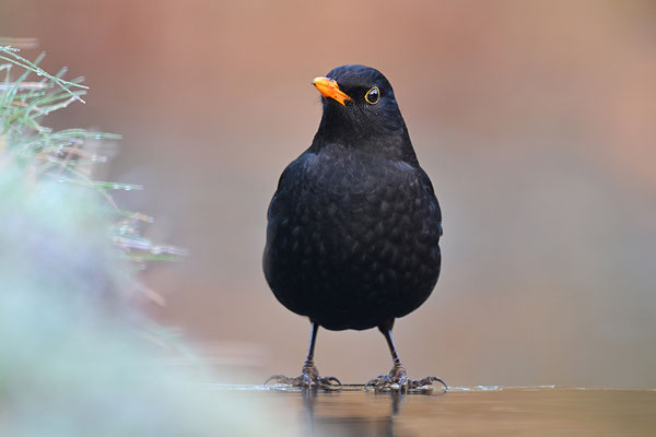 Amsel Männchen