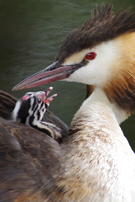 Haubentaucher mit Jungvogel