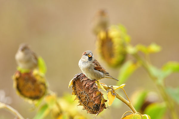 Haussperling Männchen