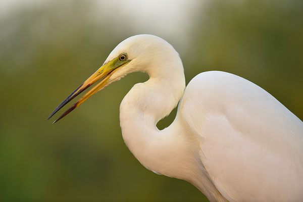 Silberreiher Kopfportrait