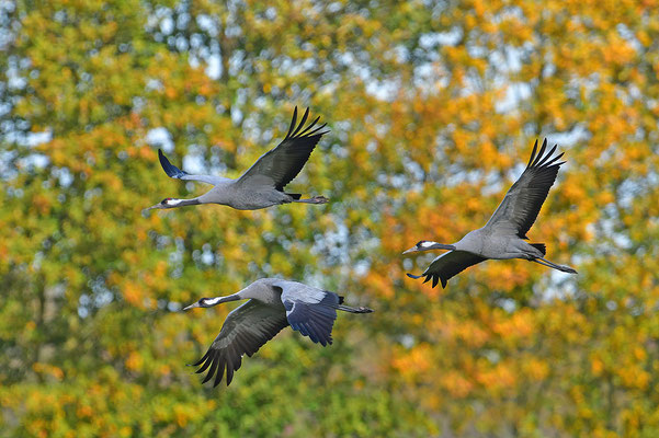 Kraniche im Flug