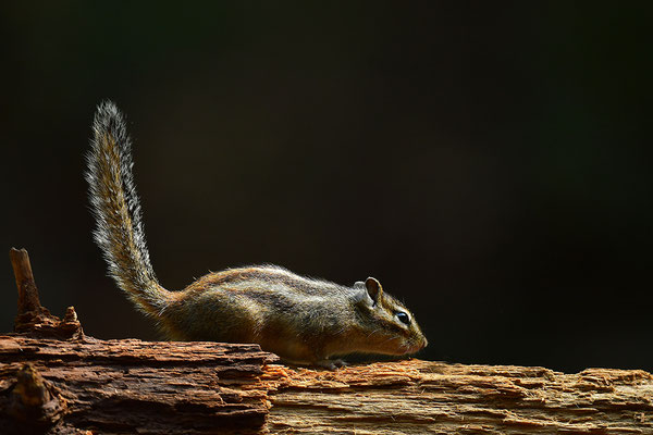 Sibirisches Streifenhörnchen
