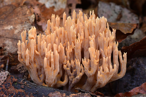Korallenpilz