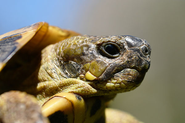 Maurische Landschildkröte Kopfportrait