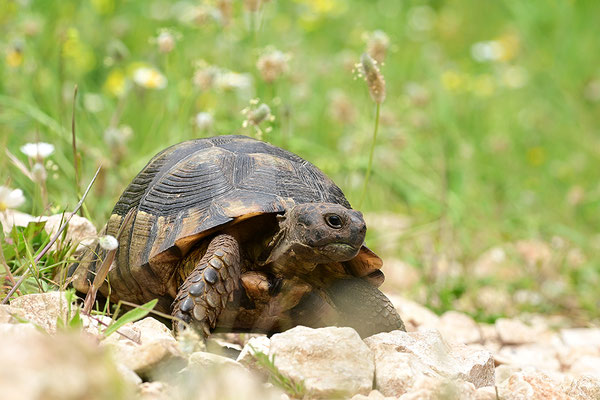 Breitrandschildkröte