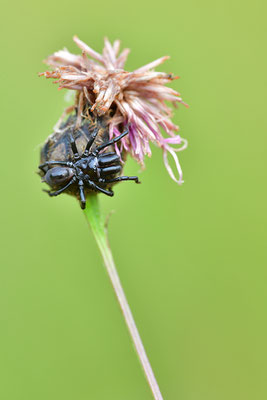 Tapezierspinne Männchen