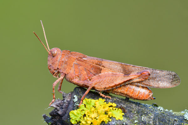 Blauflügelödlandschrecke
