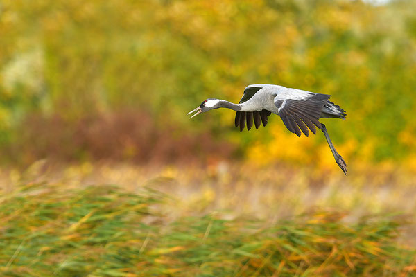 Kranich Im Flug