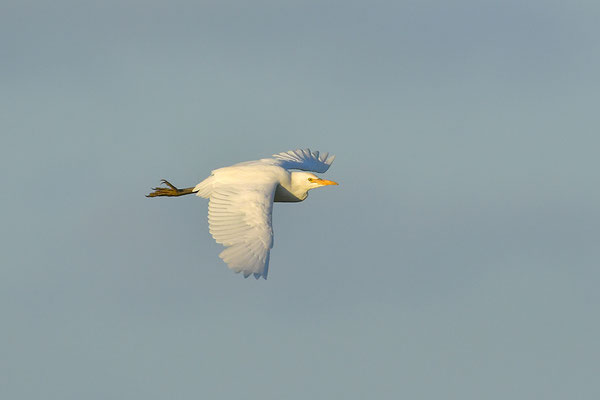 Kuhreiher im Flug