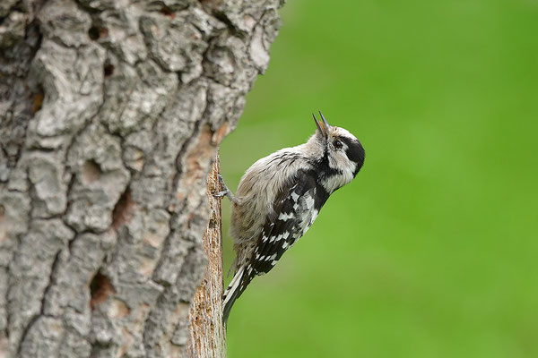 Kleinspecht Weibchen