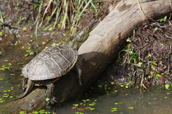 Europäische Sumpfschildkröte