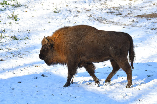 Wisent