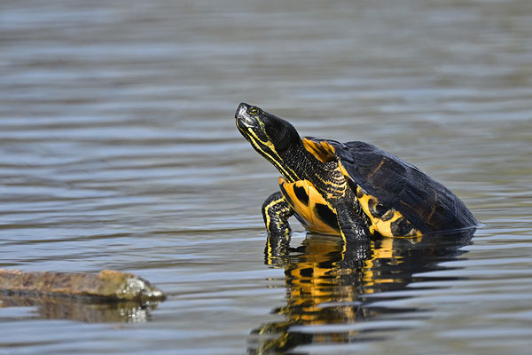 Gelbwangenschmuckschildkröte