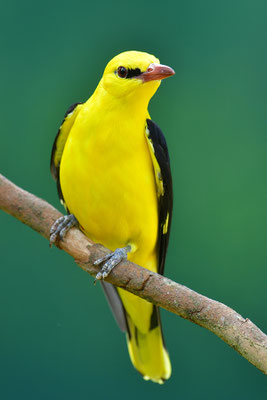 Pirol Männchen