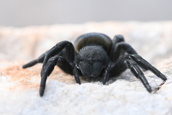Griechische Röhrenspinne, Weibchen