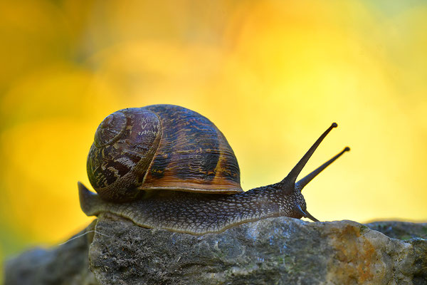 Gefleckte Weinbergschnecke