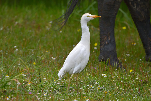 Kuhreiher
