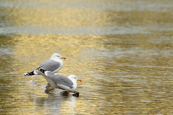 Mittelmeermöwe