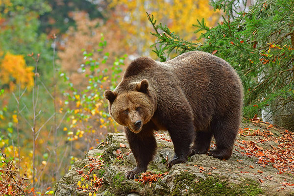 Braunbär