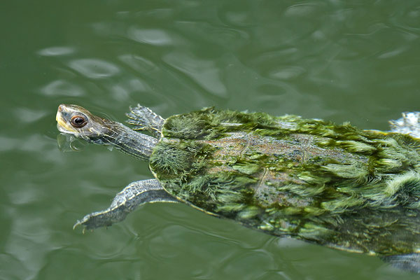 Balkan-Bachschildkröte