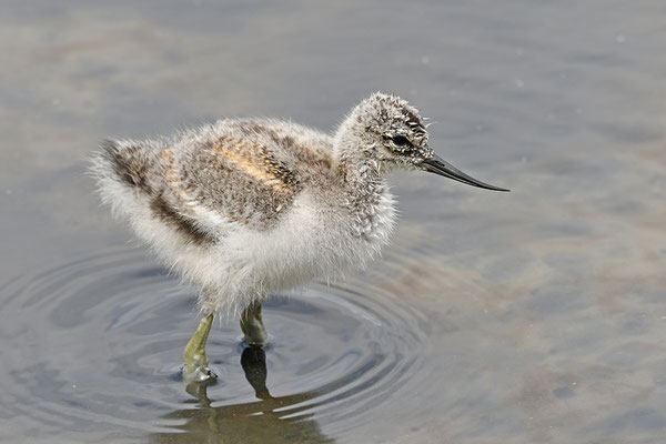 Säbelschnäbler Jungvogel