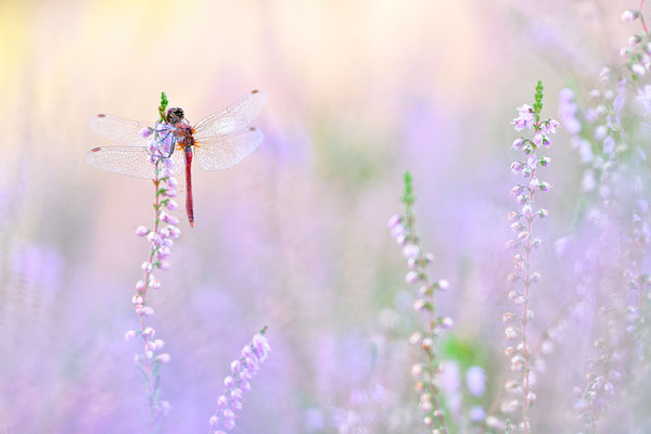 September 2020- Blutrote Heidelibelle in der Heide